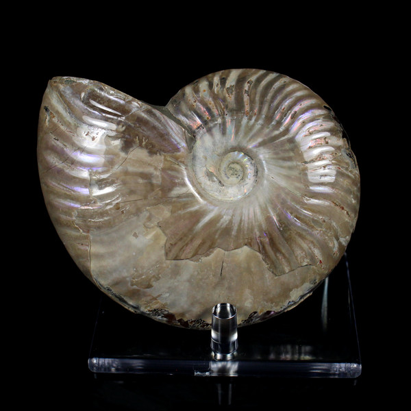 Ammonite Ammolite Fossil Madagascar 4.4"