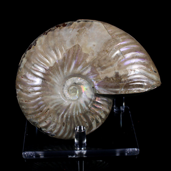 Ammonite Ammolite Fossil Madagascar 4.4"