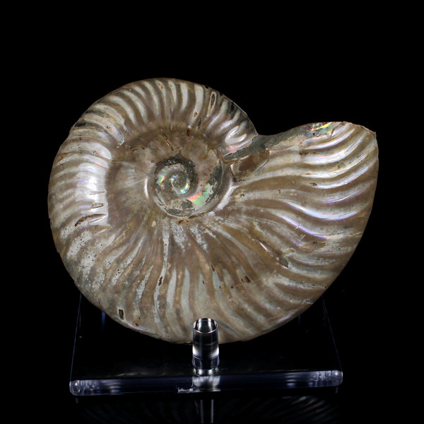 Ammonite Ammolite Fossil Madagascar 4.4"