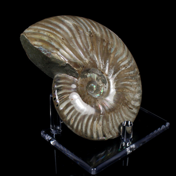 Ammonite Ammolite Fossil Madagascar 4.4"