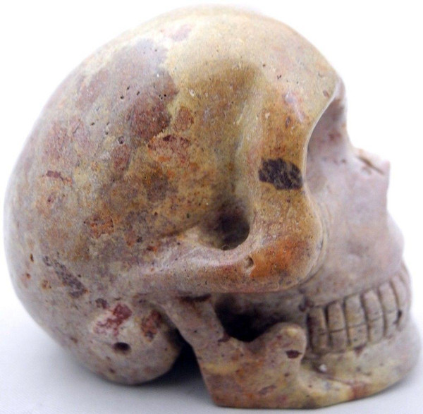 Raven's Fossilized Agatized Coral Crystal Skull