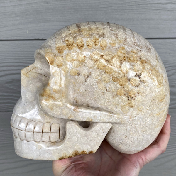 Raven's Classic Life Size Agatized Fossil Coral Crystal Skull Carving