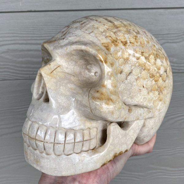Raven's Classic Life Size Agatized Fossil Coral Crystal Skull Carving