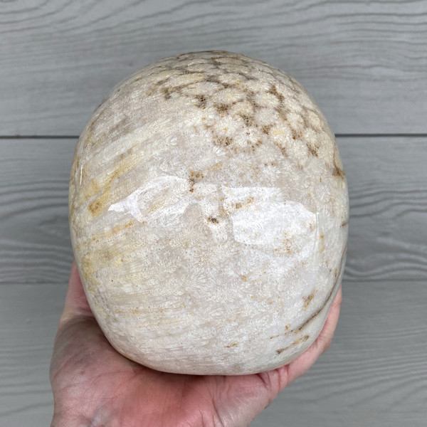 Raven's Classic Life Size Agatized Fossil Coral Crystal Skull Carving