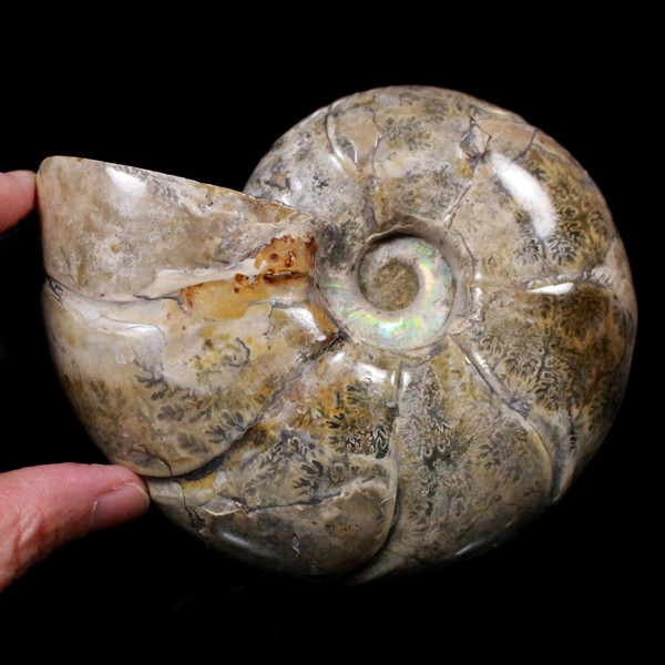 Ammonite Fossil Madagascar 5" Ammolite