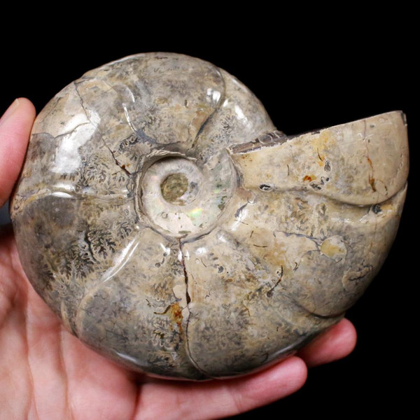 Ammonite Fossil Madagascar 5" Ammolite