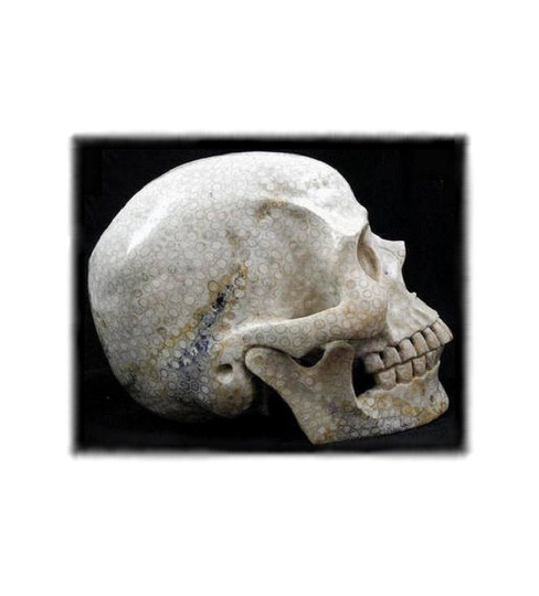 AGATIZED CORAL Carved Crystal Skull ~ SUPERB Larger-Than-Lifesize Indonesian Fossil Coral Skull ~ Raven's Roost