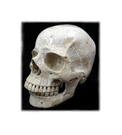 AGATIZED CORAL Carved Crystal Skull ~ SUPERB Larger-Than-Lifesize Indonesian Fossil Coral Skull ~ Raven's Roost