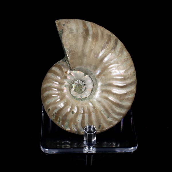 Ammonite Ammolite Fossil Madagascar 3.1"