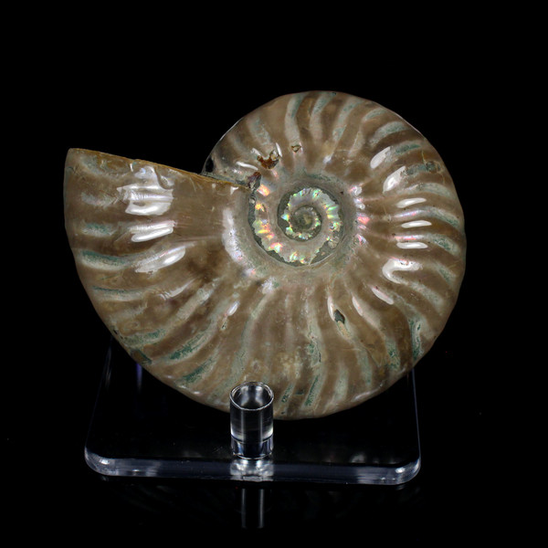 Ammonite Ammolite Fossil Madagascar 3.1"