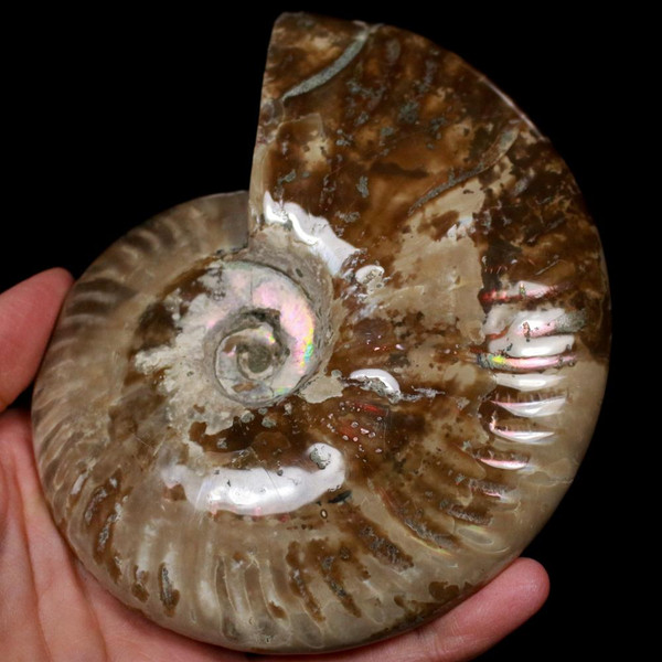 Ammonite Ammolite Fossil Madagascar 5"