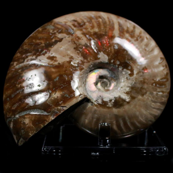 Ammonite Ammolite Fossil Madagascar 5"