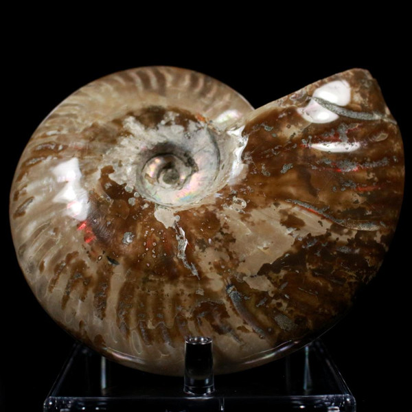 Ammonite Ammolite Fossil Madagascar 5"