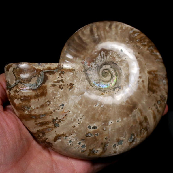 Ammonite Ammolite Fossil Madagascar 5"