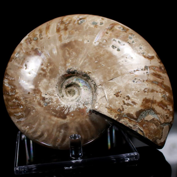 Ammonite Ammolite Fossil Madagascar 5"