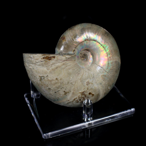 Ammonite Ammolite Fossil Madagascar 3.5"