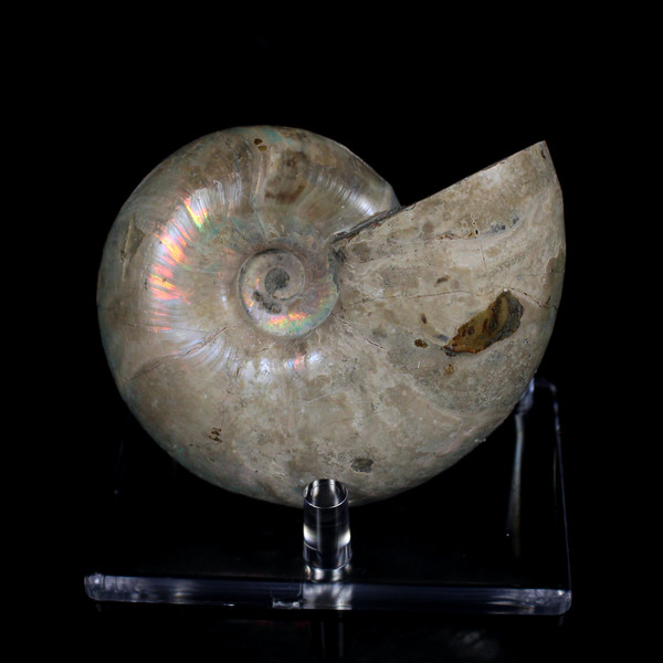 Ammonite Ammolite Fossil Madagascar 3.5"