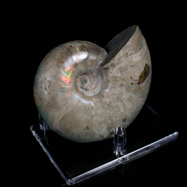 Ammonite Ammolite Fossil Madagascar 3.5"