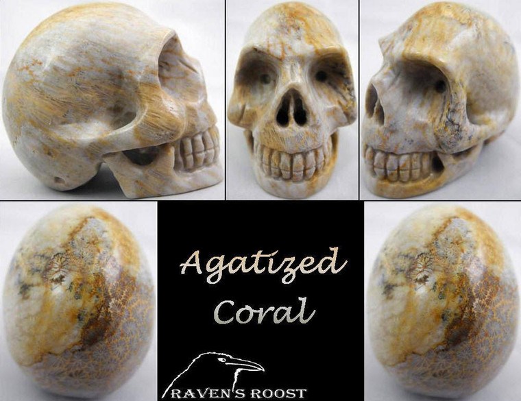 Raven's Carved Classic Style Agatized Coral Crystal Skull