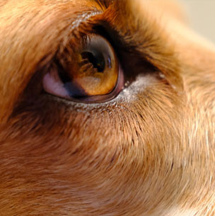 Canine Ocular Tissue, Cornea, Frozen