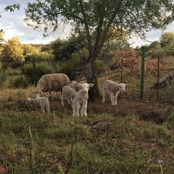 Josephine Foster - No Harm Done M