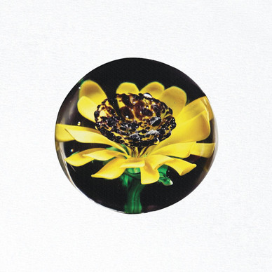 Sunflower Aquarium - Untitled NM or M-