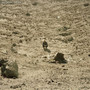 Ben Howard  - Noonday Dream M