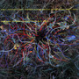 Shriekback - Jam Science VG+