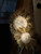 Flour Sack Sunflowers Proddy Rug Hooking Kit