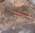 Turned Acrylic Hook ~ Primitive End ~ #A26