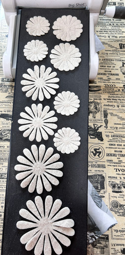 Daisies