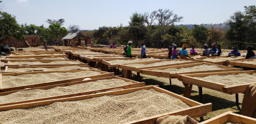 Shilanga Peaberry