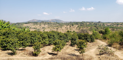 Shilanga Peaberry