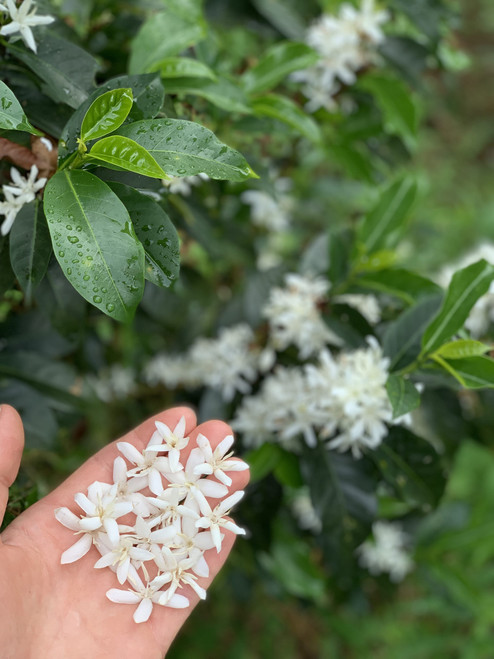 Sudan Rume Natural Sudan Rume Natural