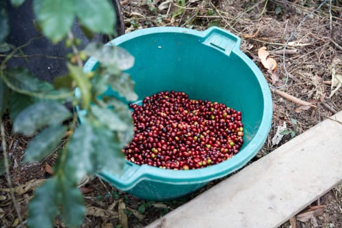 Finca La Asunta
