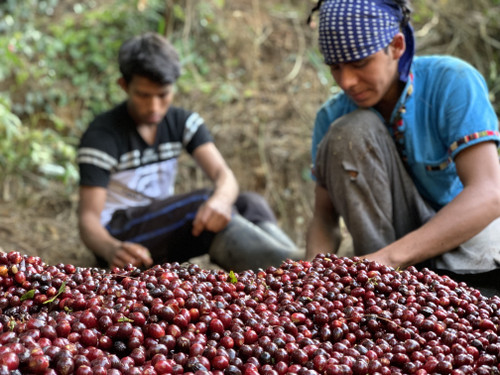 Santa Ana Pacamara
