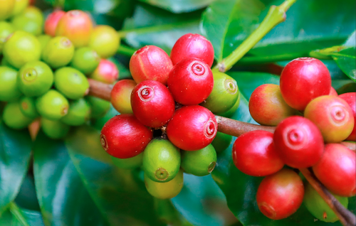 Hacienda La Papaya: Sidra Natural Anaerobic