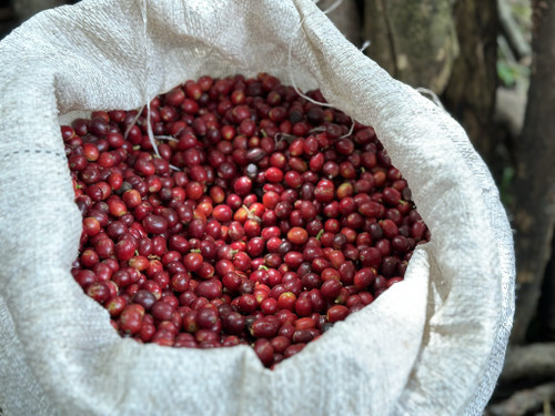 Loma La Gloria | Pacamara Red Honey