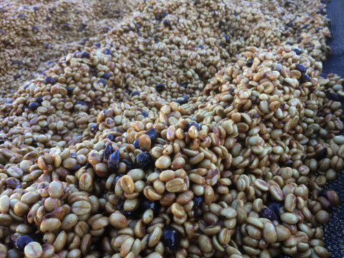 Loma La Gloria | Pacamara Red Honey