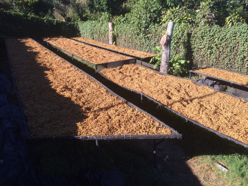 Loma La Gloria | Pacamara Red Honey