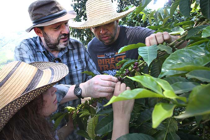 Owner Jeff Taylor inspecting coffee plants while at a coffee farm