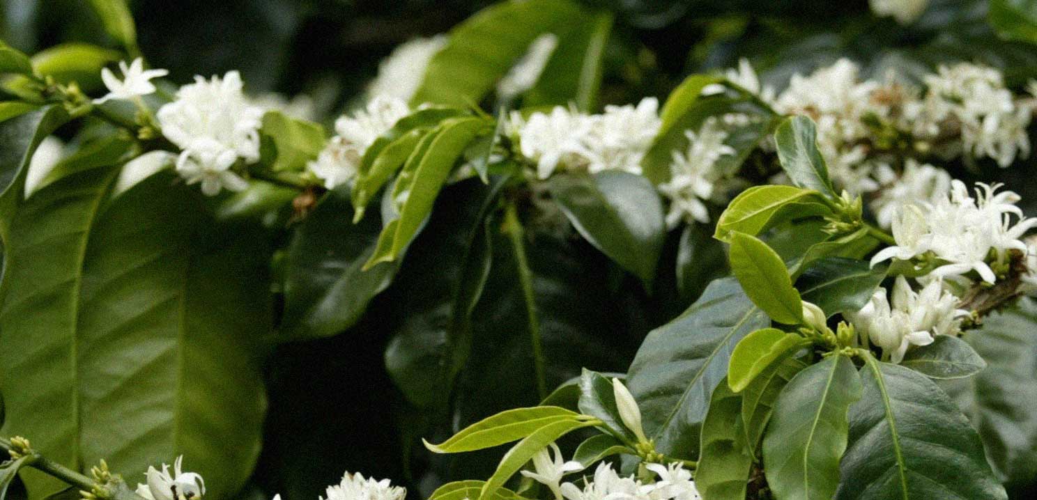 Panama