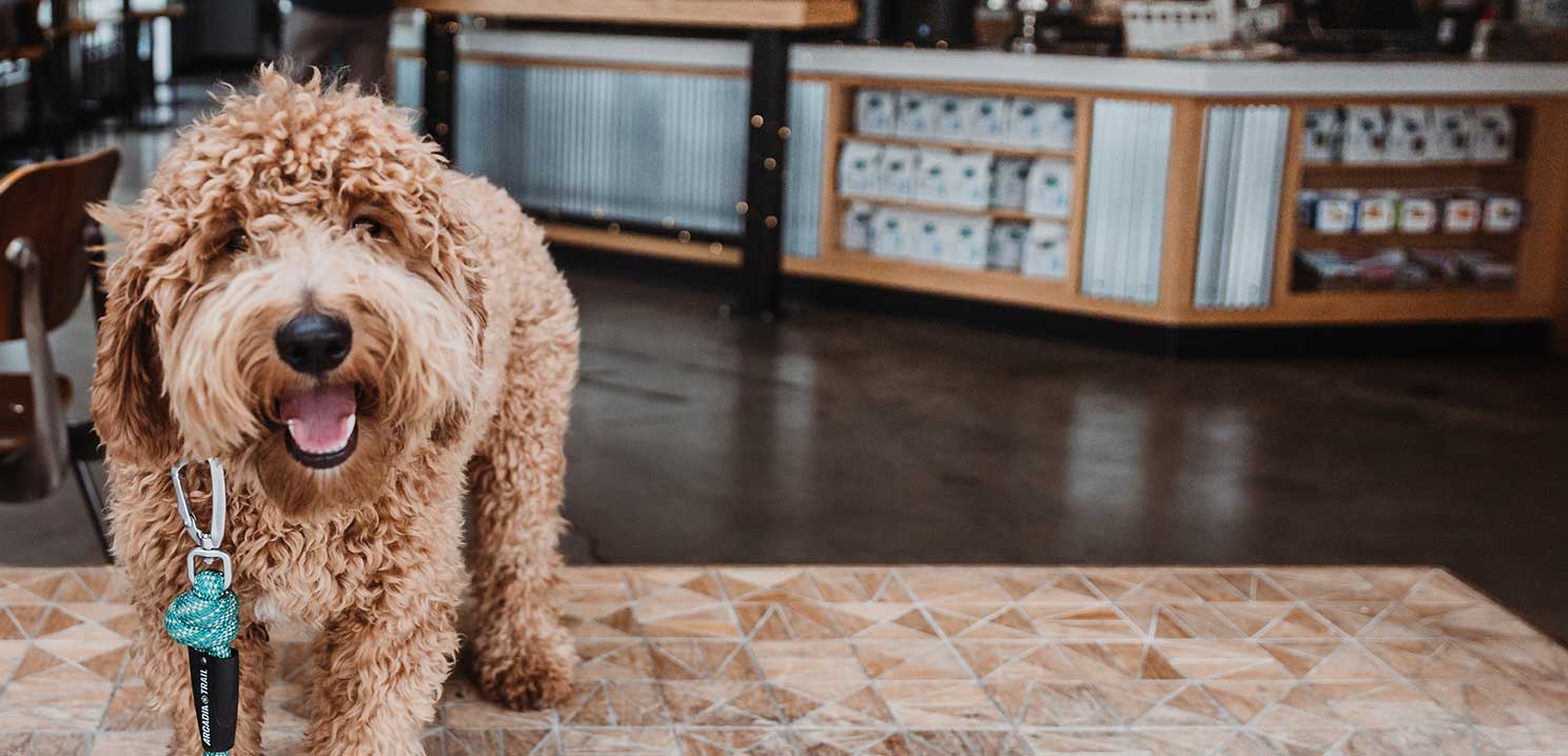 A happy looking shaggy Goldendoodle with the background showing shelves with coffee bags.