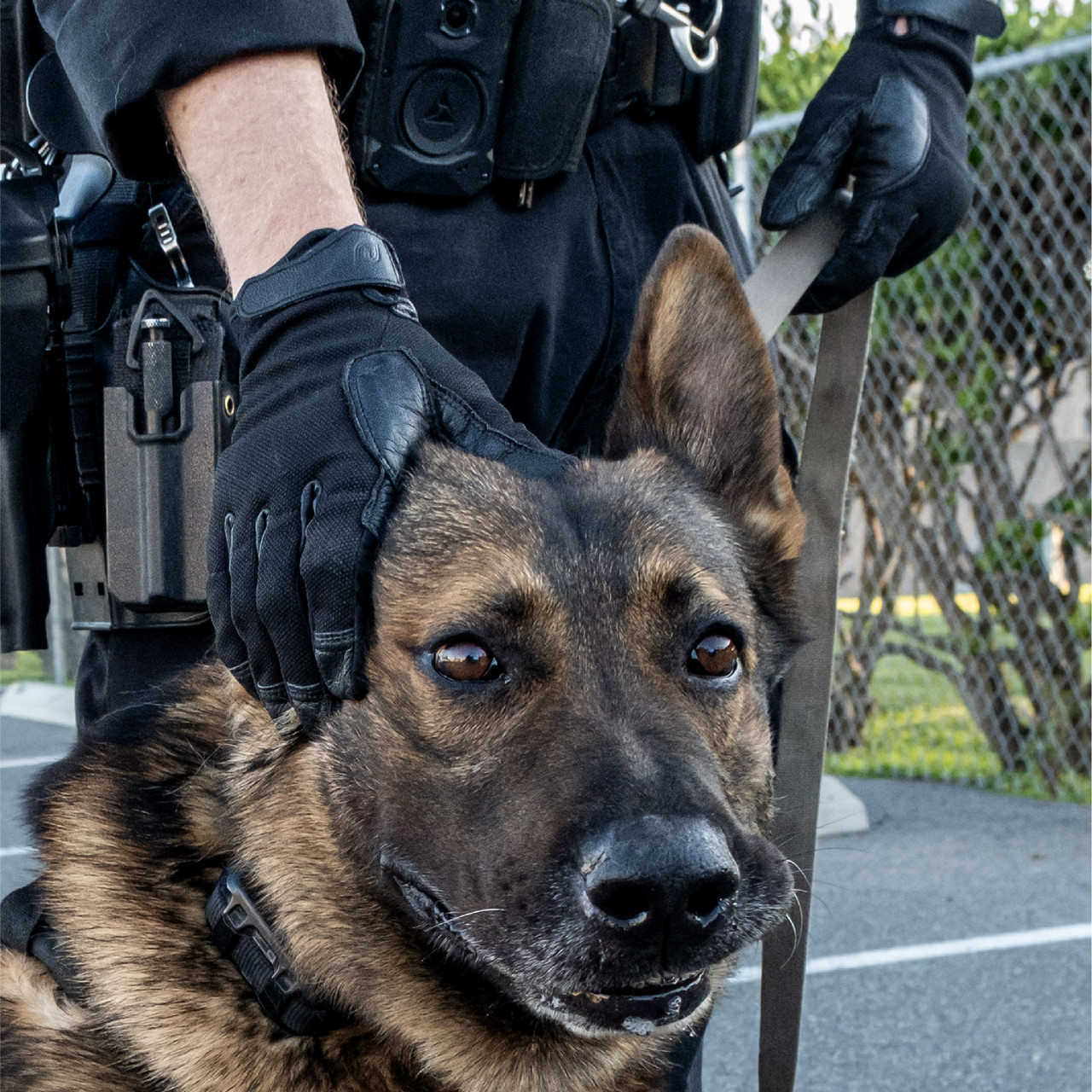 K9 ROPE HANDLER Touchscreen Tactical K9 Gloves