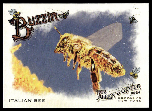 2024 Allen and Ginter Inserts - Pick Your Own