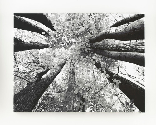 Ananya Black / White Wall Art