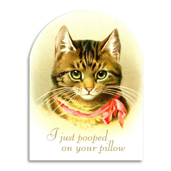 Funny Greeting Card Cat Kitten I Pooped On Your Pillow