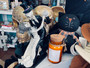 Skeleton, Dancing Couple Skull
