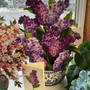 FreshCut Pop Up 3D Lilac Greeting Card