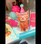 FreshCut  Mini Kitten Cat Birthday Pop Up 3D Greeting Card